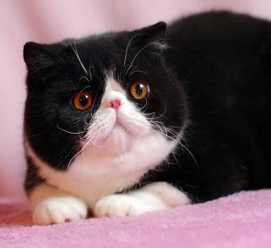 Экзотическая кошка: полное описание с фото и характер