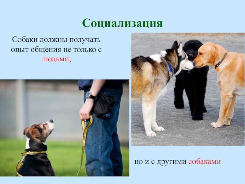 Как подружить собаку с собакой: взрослую со щенком, взрослых друг с другом