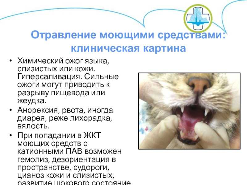 Болячки на губах у кота: причины появления от ветеринара