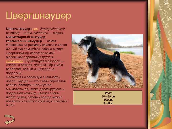 Цвергшнауцер, или карликовый шнауцер