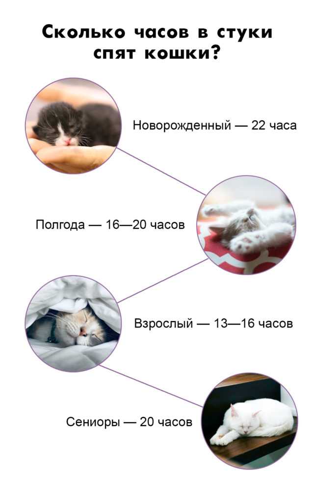 11 советов, как приучить кошку спать ночью