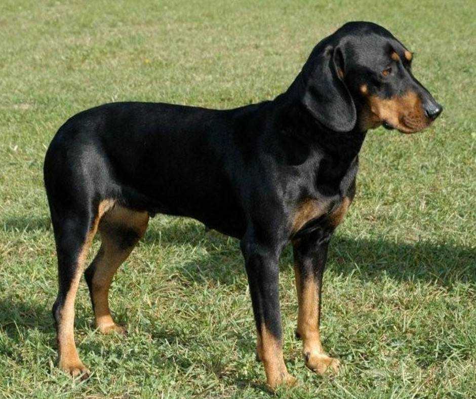 Австрийская гончая — for-pet