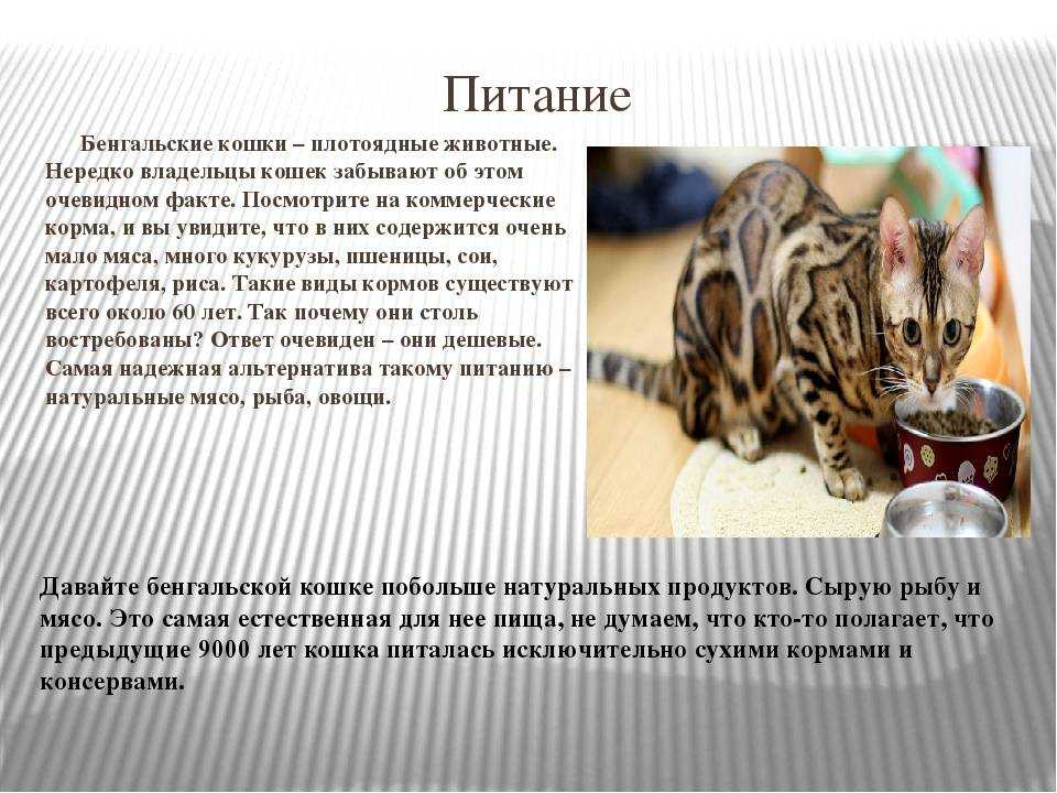 Бенгальская кошка: описание породы, уход и содержание, чем кормить, фото