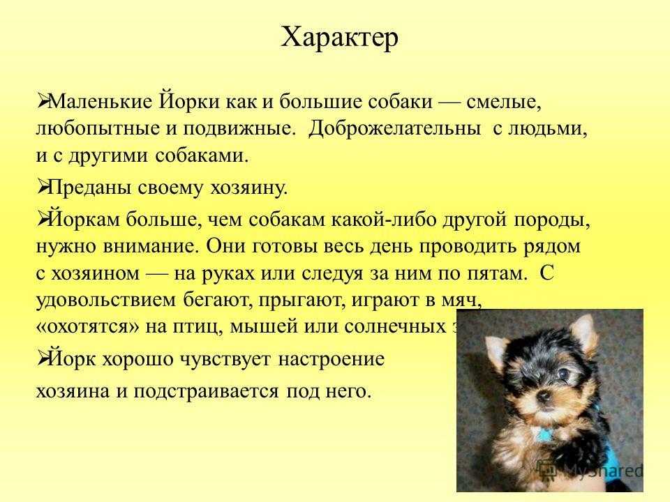 Порода собак йоркширский терьер – особенности характера и содержания