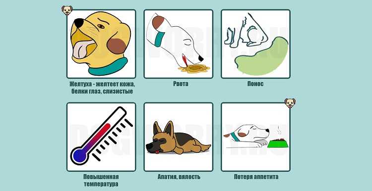 Лептоспироз - желтуха, штутгартская болезнь (вайля-васильева) - описание и симптомы заболевания.