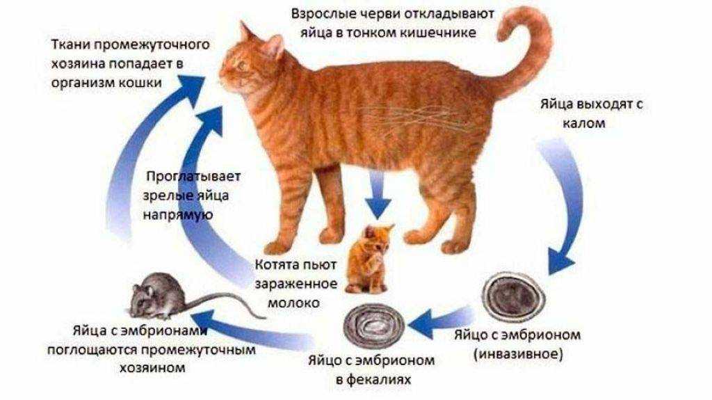 7 самых частых заболеваний у кошек связанных с печеночной недостаточностью