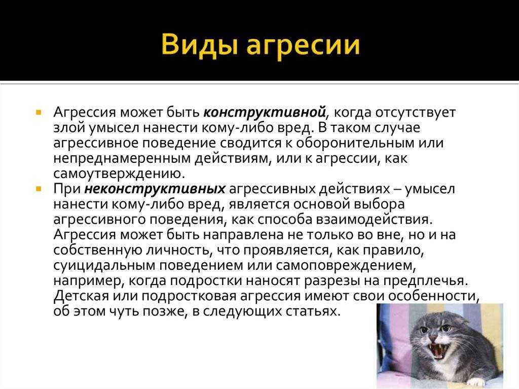 Собака кусается: причины и методы исправления поведения | блог ветклиники "беланта"