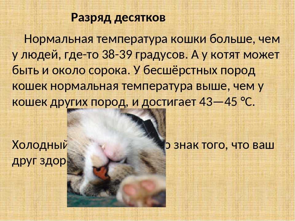 Простая и понятная инструкция, как измерить температуру кошке