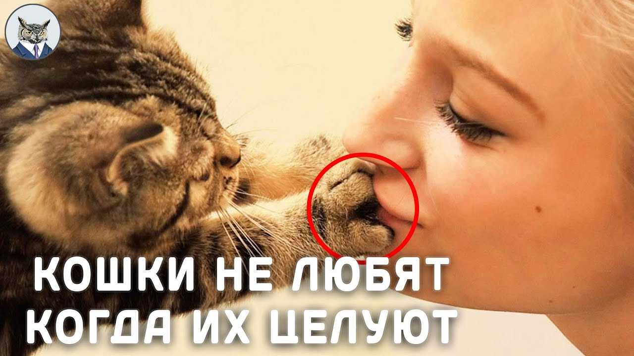 Почему нельзя обнимать котов и кошек: можно ли целовать питомцев _ | wwwcat.ru