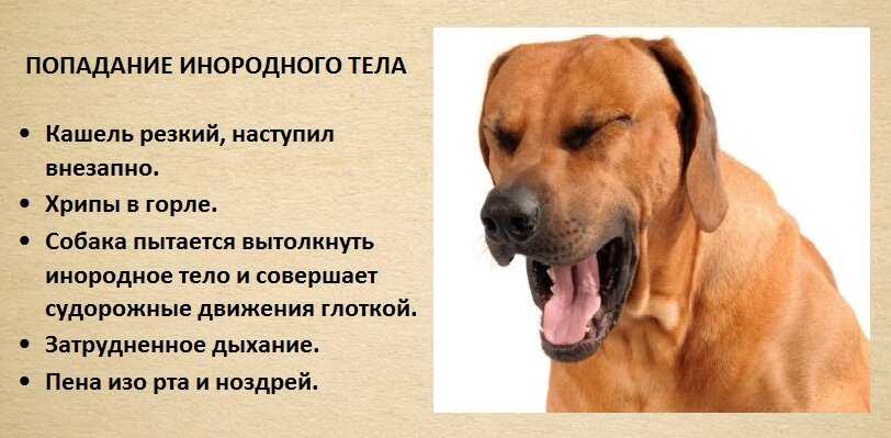 Как вылечить и чем помочь собаке при вирусном кашле?
