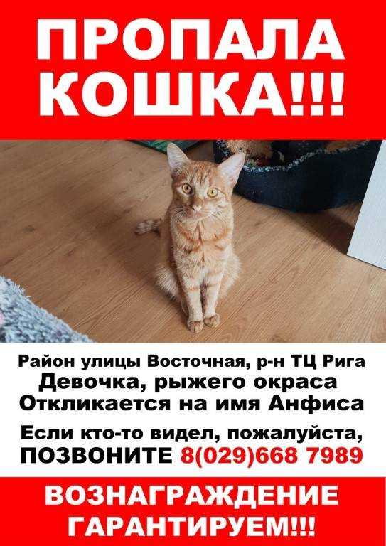 Кошка убежала из дома, как найти, что делать
