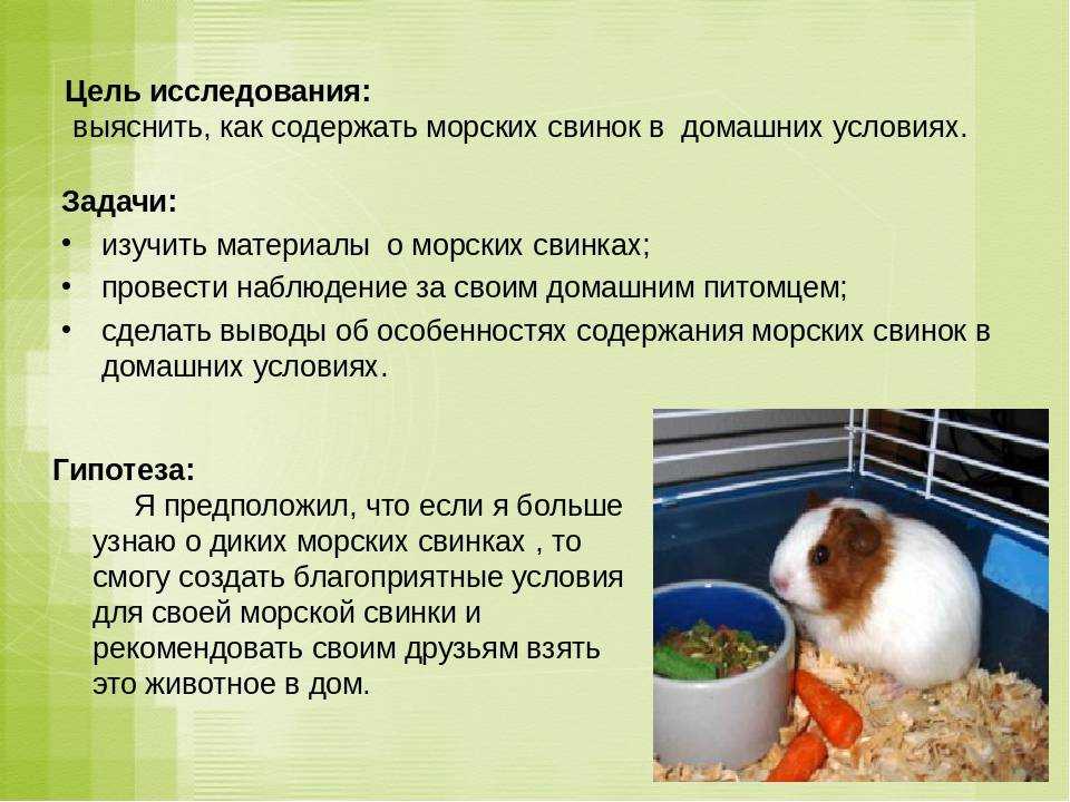 Морская свинка: уход и содержание в домашних условиях, сколько живет, чем кормить, размер клетки