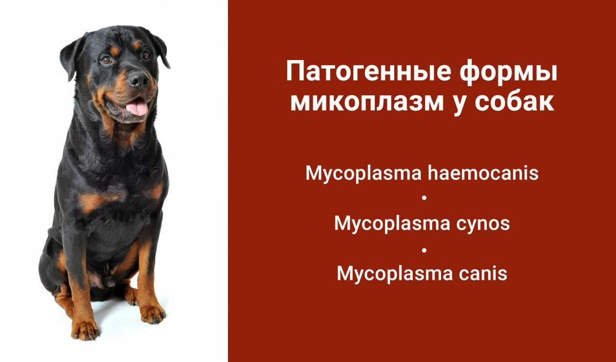 Микоплазмоз у собак: симптомы и способы лечения