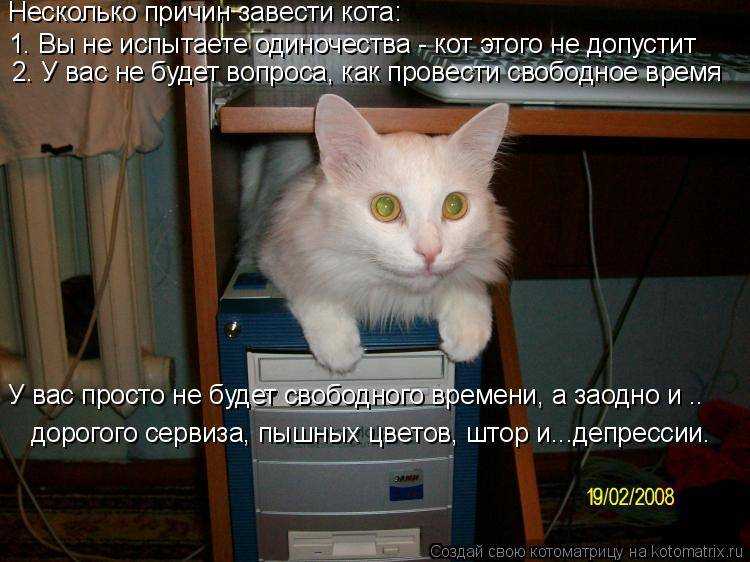 Игрушки для кошек и котят своими руками