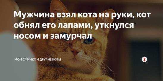 Почему нельзя обнимать котов? | кот и кошка