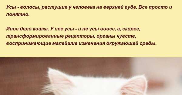 Что произойдет, если обрезать кошачьи усы? | домашние животные