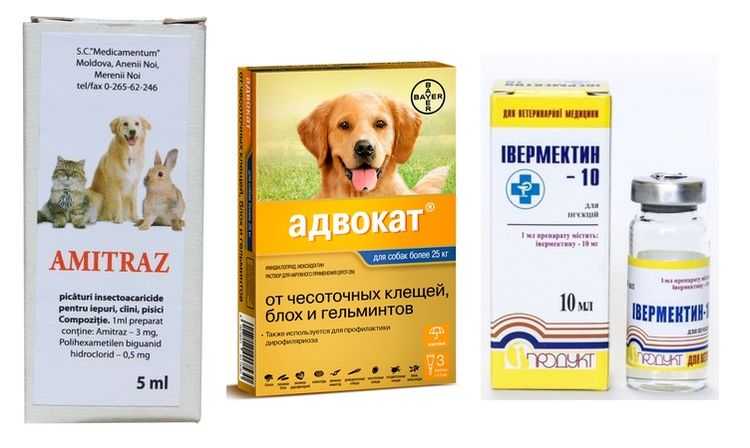 Демодекоз у собак пути заражения симптомы профилактика и лечение Как выглядит подкожный клещ какие осложнения могут возникнуть у собаки