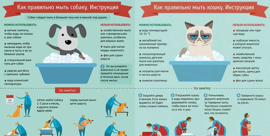Как мыть и купать щенка: йорка, шпица, чихуахуа, тоя, хаски - с какого возраста можно, как часто, когда можно первый раз (до и после прививок), со скольки месяцев?