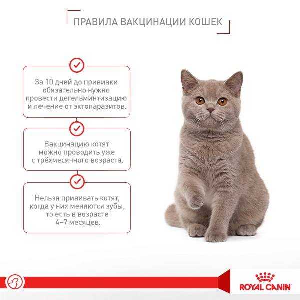 Вязка кошки первый раз: советы для начинающих