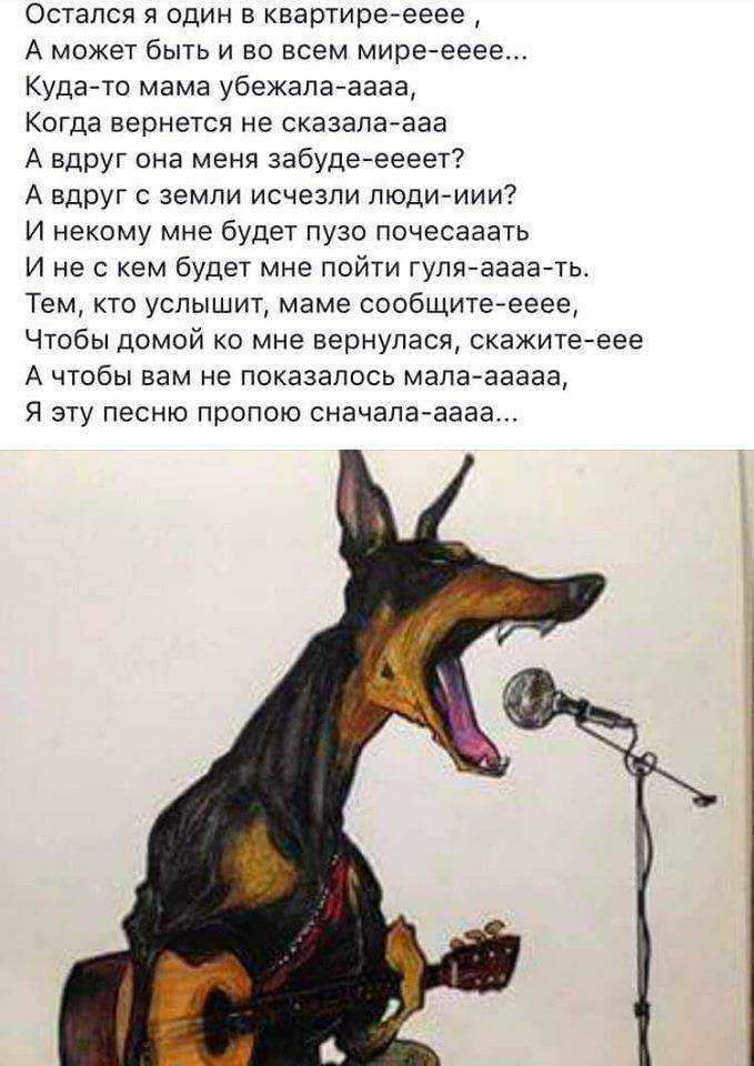 Обсессивно-компульсивные расстройства собак (навязчивые состояния). ветеринарная клиника "зоостатус"