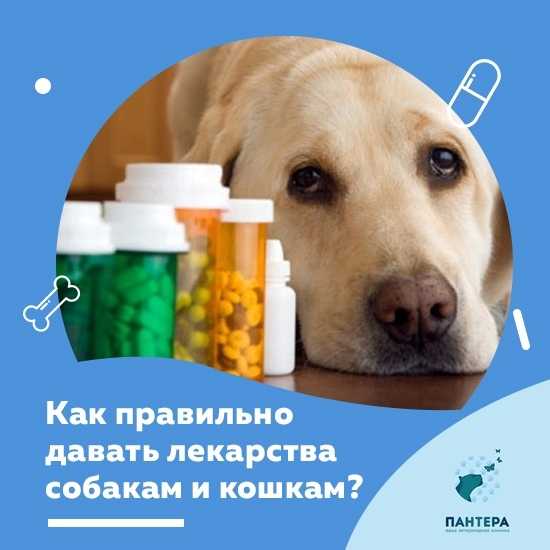 Как правильно и куда можно делать уколы собаке