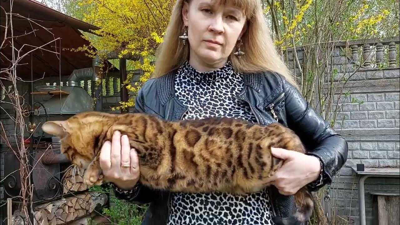 День выставки: регистрация, экспертиза, ринги
