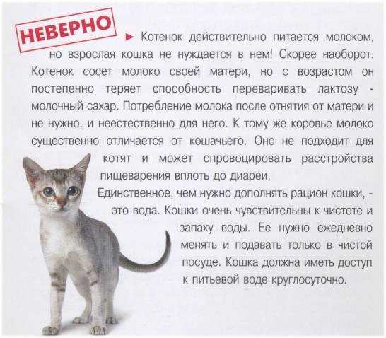 Температура у кошки