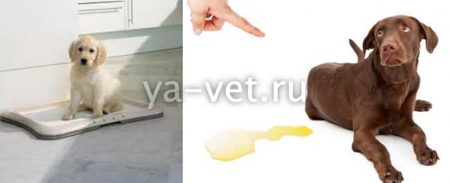 Собака пьет много воды и мочится, в чем причина?