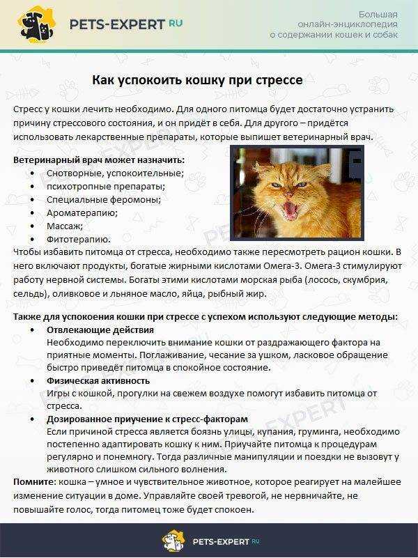 Как понять что у кошки стресс: 13 шагов