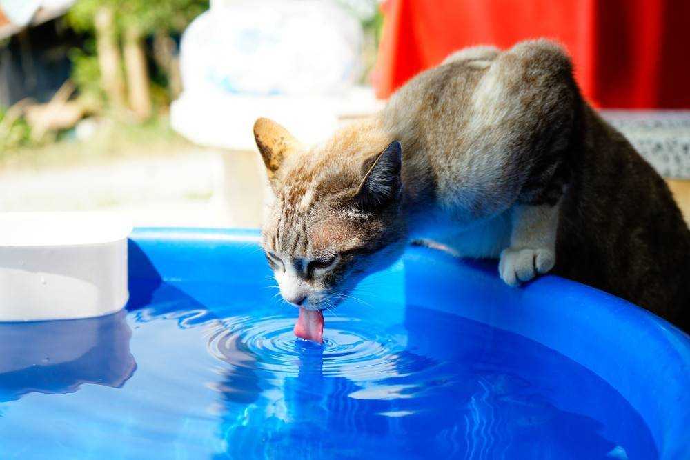 Почему кот или кошка отказывается пить воду и что в этом случае делать, как научить котенка лакать из миски?