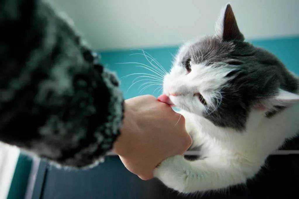 Кошка лижет руки своим хозяевам: размышляем об основных причинах