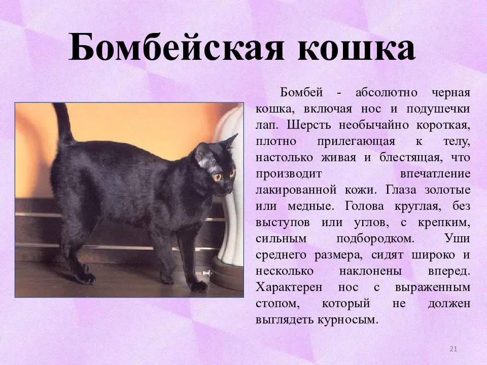 Чёрный окрас кошек: стандарты и особенности, породы с описанием, фото котят