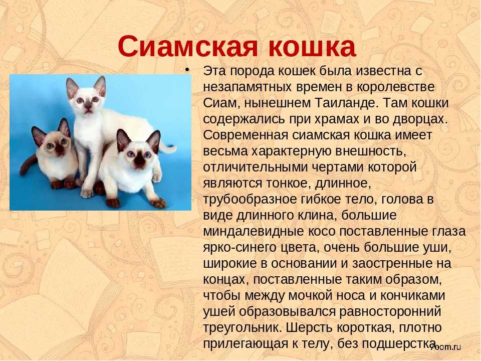 Сиамская кошка