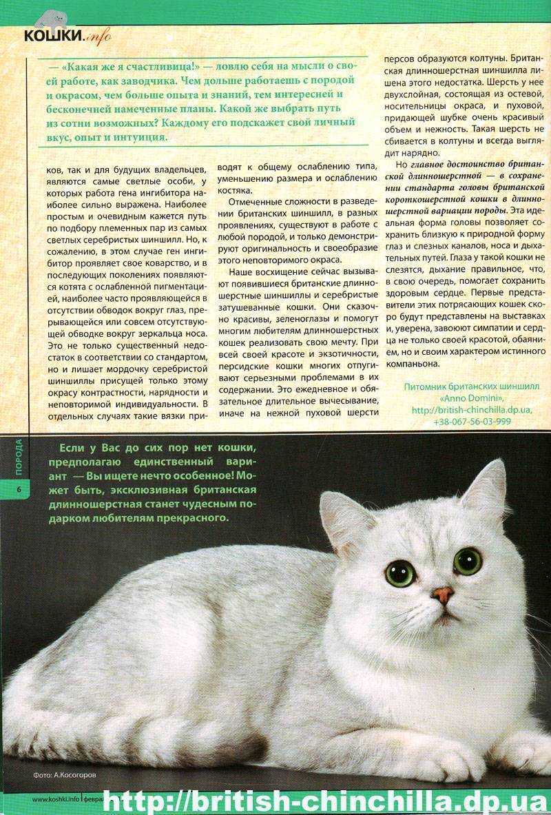 Британская шиншилла: описание породы, характер, здоровье