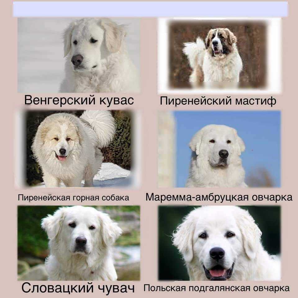 Словацкий чувач - описание породы и характер собаки