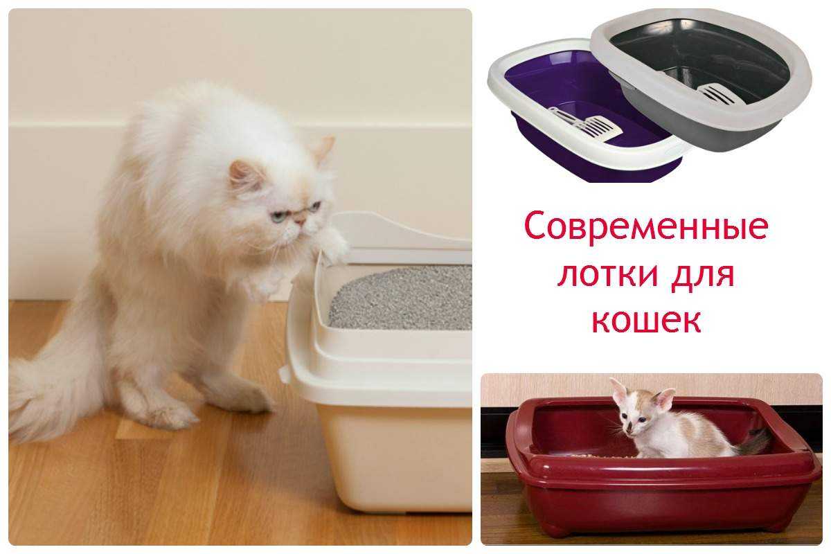 Как адаптировать котёнка к новому дому