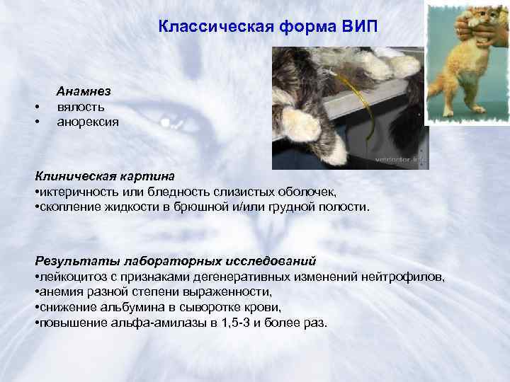 Изоспороз у кошек. кокцидиоз у кошек болезни кошек опасные для человека кокцидиоз