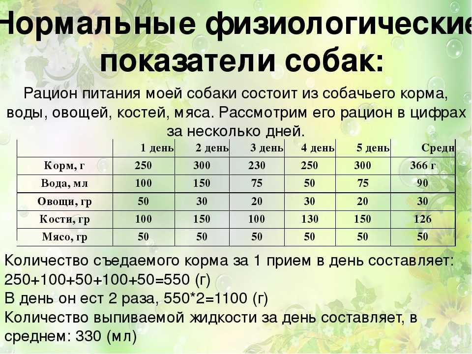 Чем кормить собак крупных пород: список лучших кормов