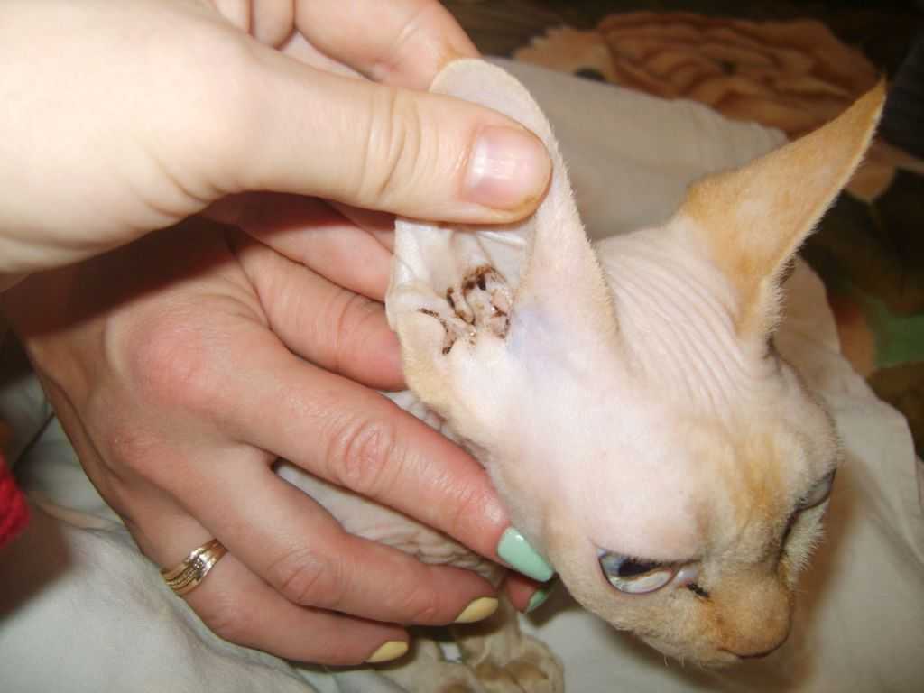 Как унять зуд за ушами у котов: 9 шагов