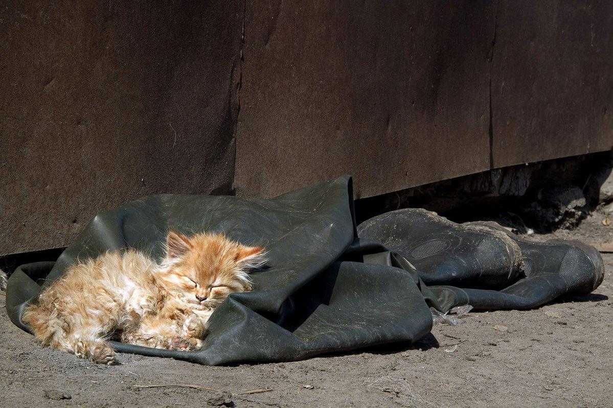 Описание домашней кошки | наши лучшие друзья