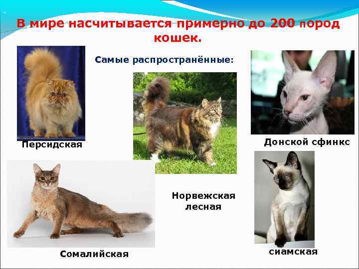 Кинкалоу порода кошек описание