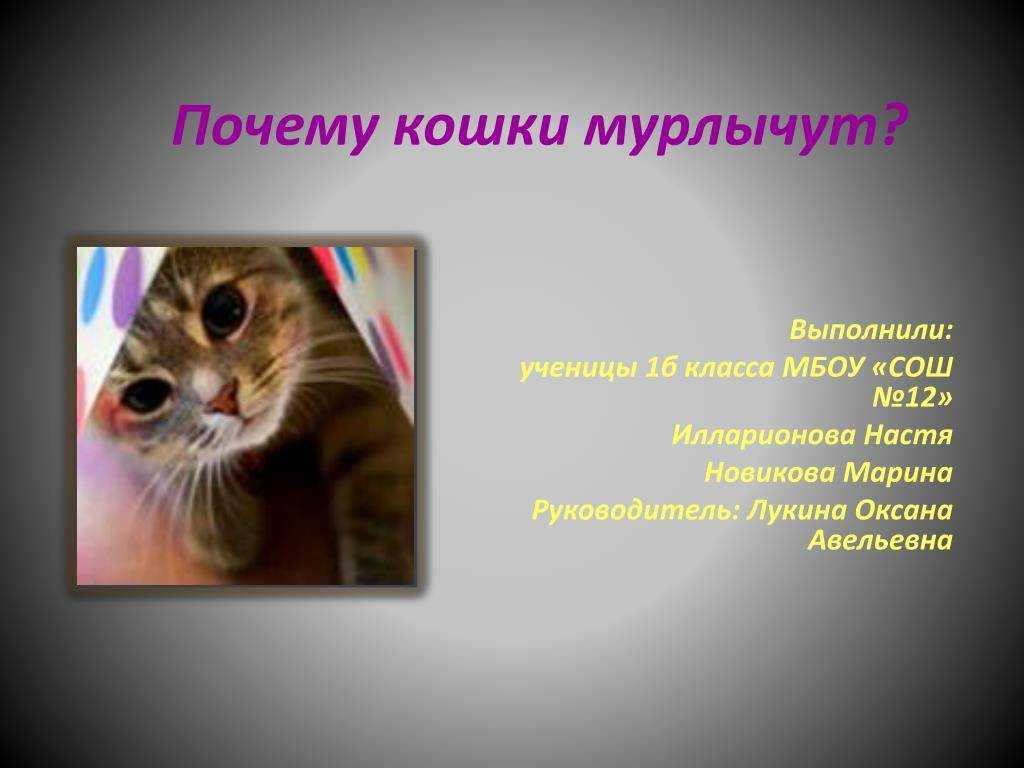 Почему коты и кошки мурлыкают?