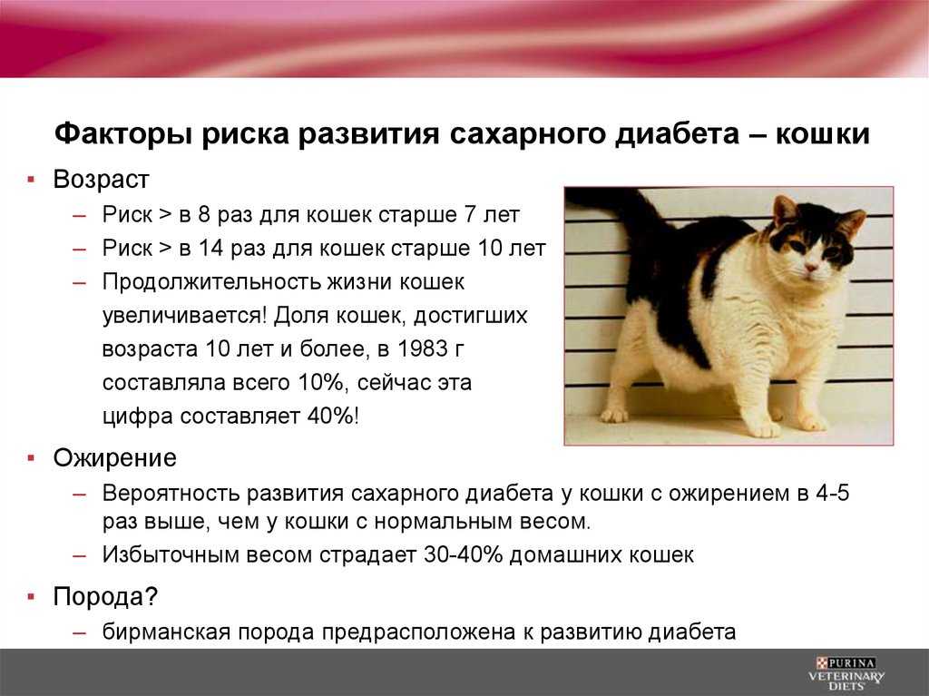 Глюкоза у кошек – опасны ли отклонения от нормы