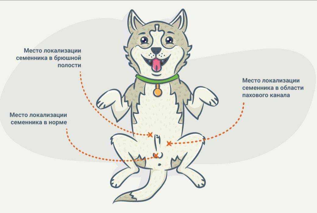 Стерилизация кошки от а до я: советы ветврача