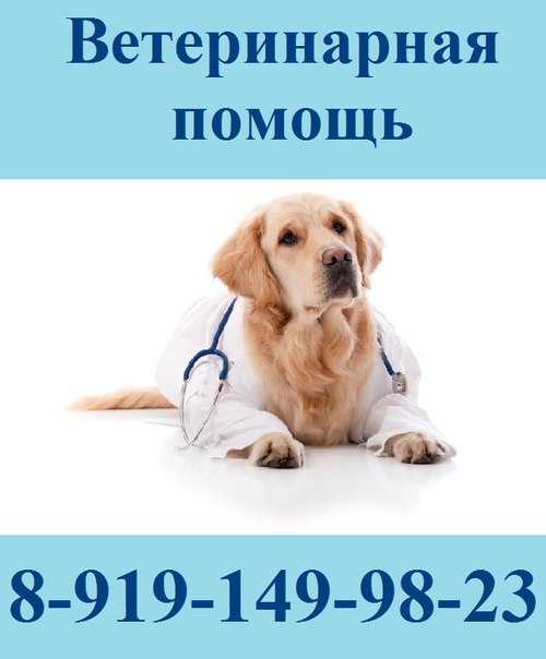 Как проверить щенка при покупке?