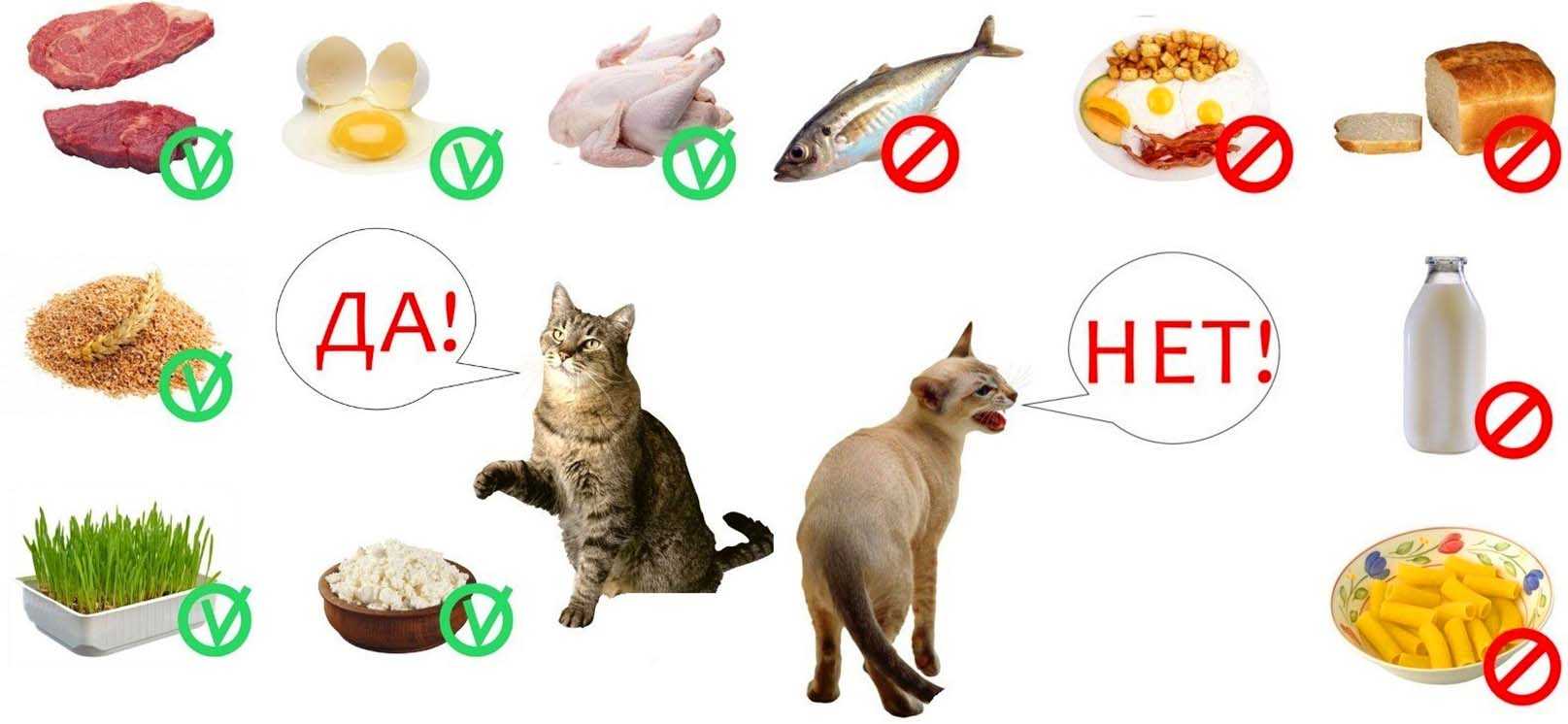 Смешанное кормление кошек