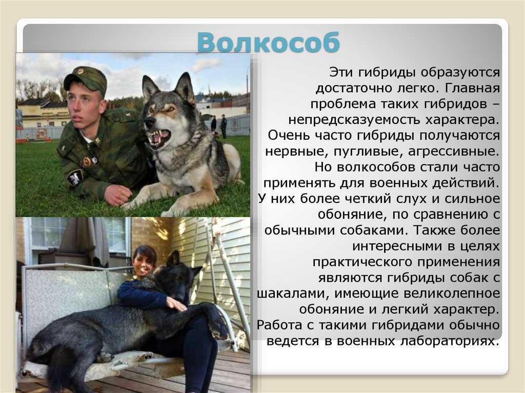 Волкособ: описание породы, характеристики гибрида собаки и волка, воспитание волкособа