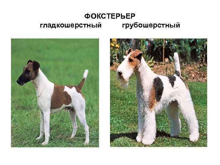 Фокстерьер