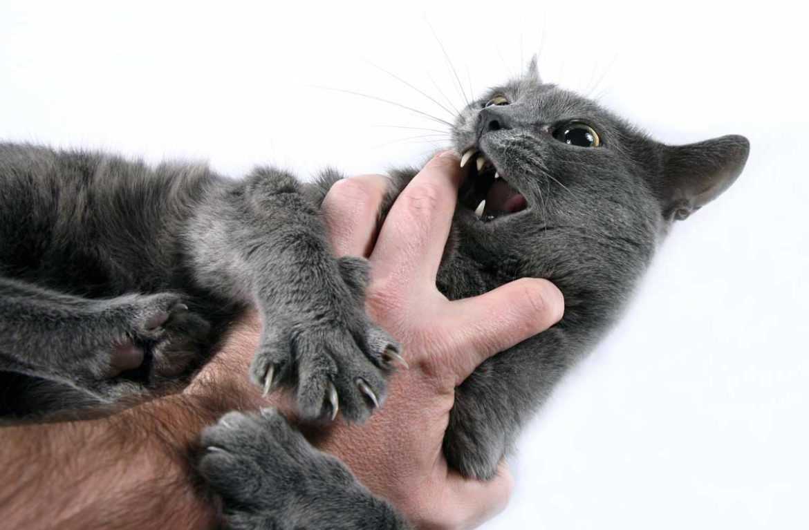 Как отучить кота кусаться: эффективные методы воздействия