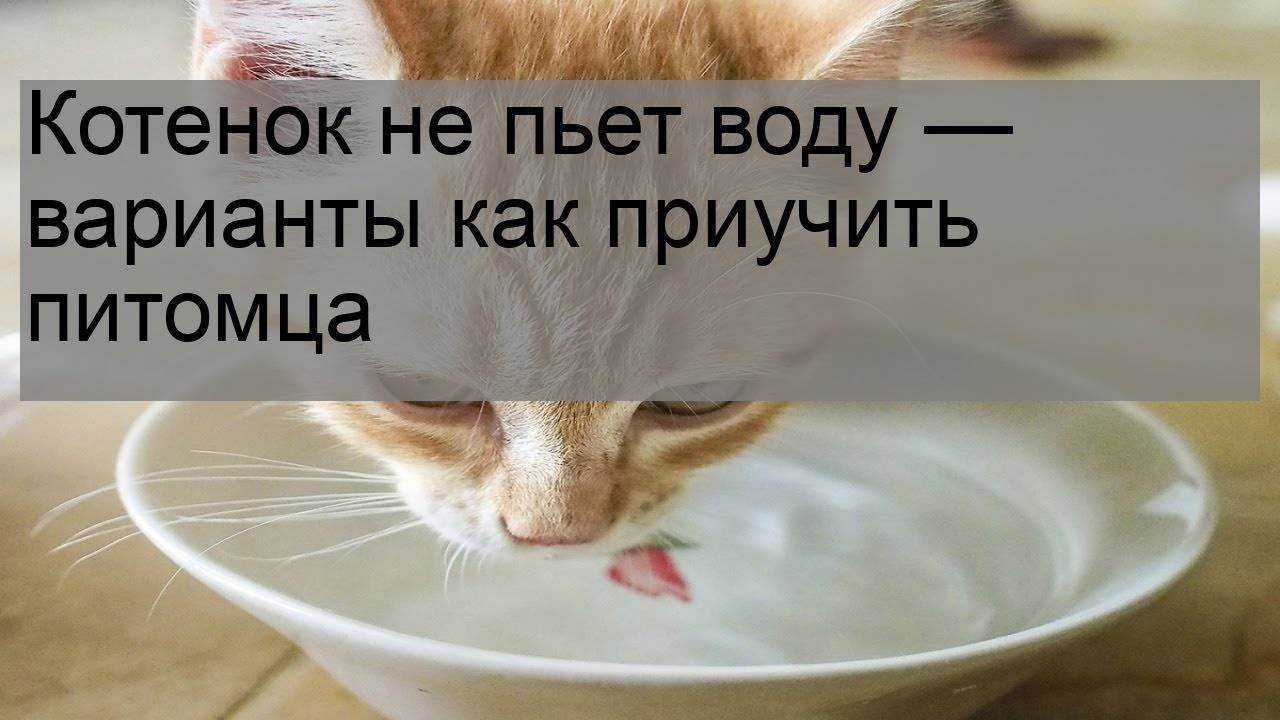 Почему кошки и коты не пьют воду